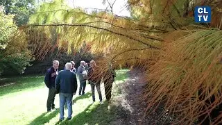 A Saint Yrieix, le superbe pin noir d'Autriche de Guy Guirado certifi&eacute; arbre remarquable