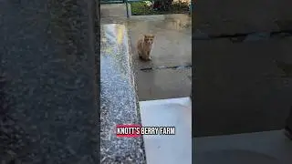 Have you seen this cat at Knott's berry farm in California?