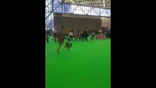Amsterdam winner show 2015 best of breed shikoku