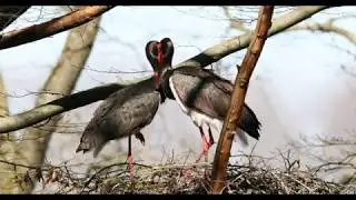 Black storks - no more love (4k)