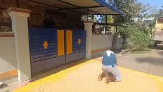 ಜೋಳ ಒಣಗಿಸುವ ವಿಧಾನ, Sorghum drying method. #farmer #farming 