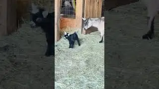 Go ahead Mom has your back! #goat #cute #farming #headbutt #play