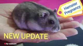 Hamster Pregnancy, super active. Winter white dwarf humster #animallover #antistress