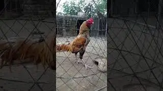 Aseel #viralvideo #qualityaseel #best #topaseel #topqualityaseel #aseelmurgsatop