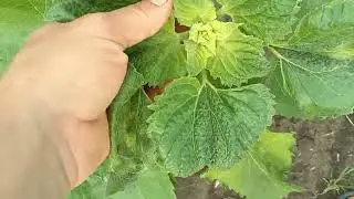 Подпалил подсолнух Саксон.