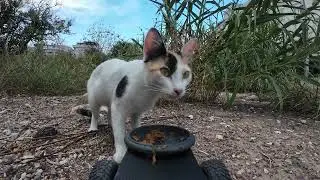 Cat food delivery drone rescues cat from starvation!
