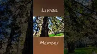 Trees Are Earth&rsquo;s Living Memory   #Trees #NatureLover #EarthMemory #LifeLessons #Ecology