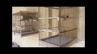 MULAI BERTENAK KENARI DI LUAR RUANGAN DENGAN HASIL YANG MENJANJIKAN