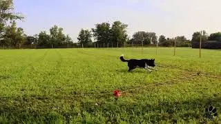 Journ&eacute;e Canine chez Activit&eacute;s Chiens