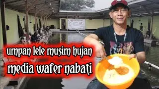 Galatama catfish bait using vegetable wafer media
