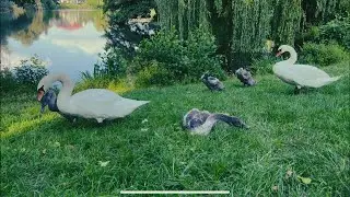 What do swans eat? #what #eat #swans #birds #naturalife #nature 