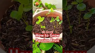How to Grow Passion Fruit from Seeds #howtogrow #passionfruit