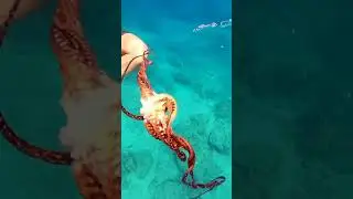 Octopus spinning in the ocean #tiktokviral #viral #tiktok #videos #shorts