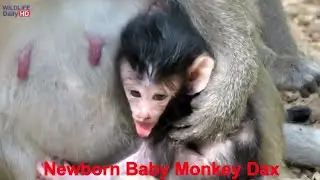 Newborn Baby Monkey Dax Was Born In Two Day Ago | Dax Hungry To Get Milk