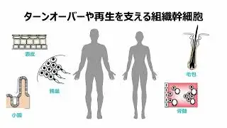 すぐにわかる皮膚の老化ーそのとき細胞で起こることー