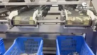 Export-Grade Shrimp Freezing Process 🍤❄️