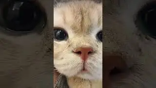 kitten meowing video || cat voice #cat #catvoice