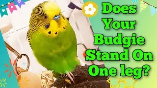 Why Does Your Budgie Stand On One Leg? Check Out This Video To know The Reason