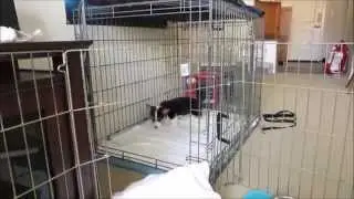 Corgi Puppy using the Puppy Apartment at only 8 weeks old!