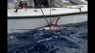 1st Swordfish On Reel UNDER $1000 - Daiwa Tanacom