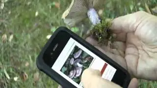RJB APP FUNGINOTE