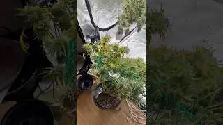 HARVEST TIME ICE CREAM #plants #ukraine #flowers #plants #gardening #youtubeshorts