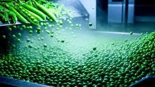 From Pea Plants to Frozen Green Peas: The Complete Farm-to-Freezer Process