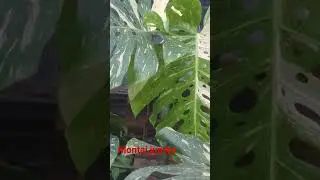 #monsteravarigata #philodendron #monsterathaiconstellation
