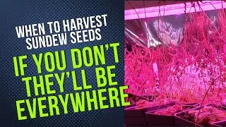 How To Know Your Sundew Seeds Are Ready For Harvest