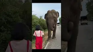 Feeding Sri Lankan Elephants
