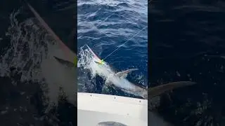 South Carolina Blue Marlin Caught Mahi Trolling! @Onlyfinsoffshore #fishing #offshore