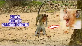 TERRIFIED AND SHOCKED ! ORPHAN DUSTIN LOUDLY CRY ATTACK WITH VIOLA, WHY WHO DOESN'T ONE HELP DUSTIN