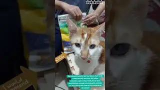 Cassiel Cat Food Urinary &mdash; Makanan Kucing untuk Kesehatan Saluran Kemih!