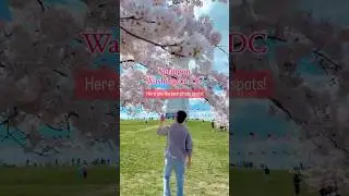 It&rsquo;s Spring in Washington DC! 🌸 #washingtondc #usa #cherryblossom #spring #travel