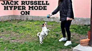 Jack Russell Terrier - Hyper Mode On Again - 4K Dog Video
