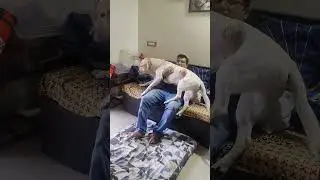 Coco is a baby #youtubeshorts #shorts #pets #dog #furry