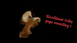 Bloodlines~ Colby pups 5 weeks wrestling 😮😯
