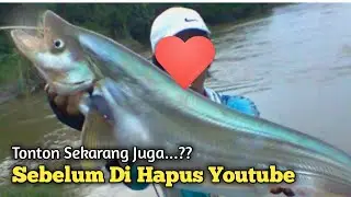 Umpan Terlarang Paling Jitu Ikan lais babon