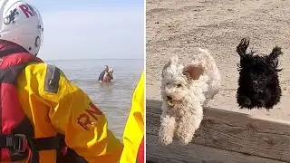 RNLI rescue woman and two dogs from sea after tide cuts off route to shore