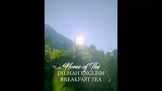 Welcome To the Great Western Estate: Home of The Dilmah English Breakfast Teas