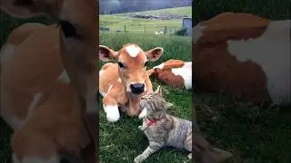 cute cow and a cat adorable moments #cow #cat #kitten #cuteanimals #pets #trending #cows #shorts