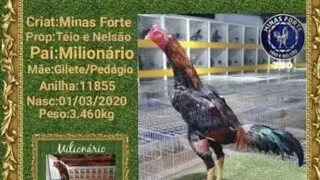 A&Ccedil;&Atilde;O DIGITAL LIBERADA CRIA&Ccedil;&Atilde;O MINAS FORTE #galos #galoscombatentes #criador #galinhascaipiras
