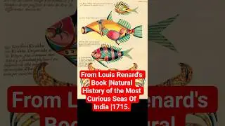 From Louis Renard's Book |Natural History of the Most Curious Seas Of India |1715.