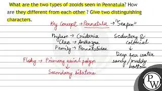 What are the two types of zooids seen in Pennatula? How are they different from each other ? Giv...
