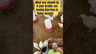 Here&rsquo;s What to Do If Your Broilers Have Diarrhea in the Rainy Season 💩🐥 #poultrytips #poultrycare
