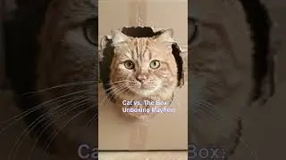 Cat vs. The Box: Unboxing Mayhem