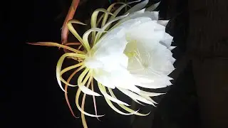 Blooming timelapse Kadupul flower (Epiphyllum oxypetalum) - Blooms rarely and only at Night