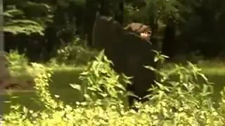Amazing Bear Recreation!