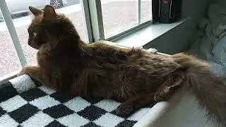Chocolate cat window watching