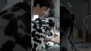 The Secret to Keeping Your Dog&rsquo;s Paws Healthy for the Winter ❄️